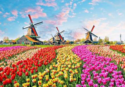 Khám phá lễ hội hoa Tulip Hà Lan