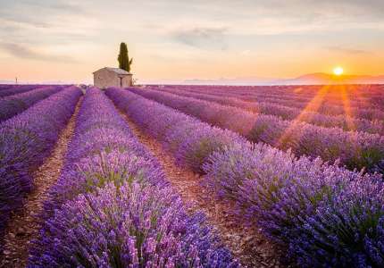 Mùa hoa oải hương Lavender nước Pháp