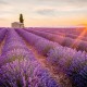 Mùa hoa oải hương Lavender nước Pháp