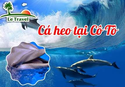 Chiêm ngưỡng đàn cá heo gần 30 con tại vùng biển Cô Tô