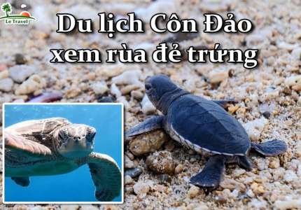 Du lịch Côn Đảo ngắm rùa đẻ trứng tại Hòn Tre Lớn