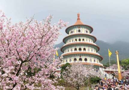 Du lịch Đài Loan mùa hoa anh đào