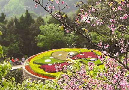 Mùa hoa anh đào trên núi Dương Minh Sơn
