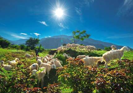 Check in cùng đàn cừu Ninh Thuận