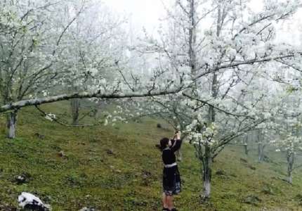 Trắng trời mùa hoa Lê Hồng Thái Tuyên Quang
