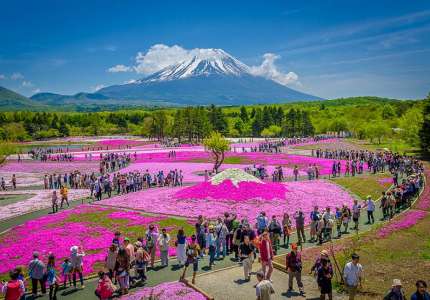 Lễ hội hoa chi anh Nhật Bản