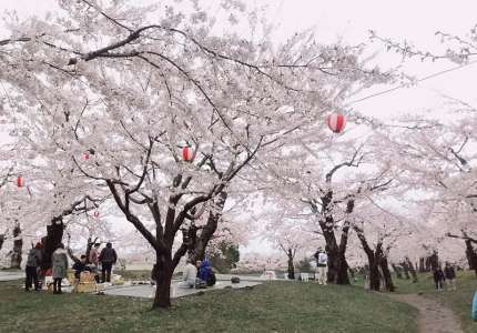 Ngắm vẻ đẹp hoa anh đào tại công viên Goryokaku