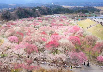 Những điều cần biết khi đi du lịch Nhật Bản tháng 3