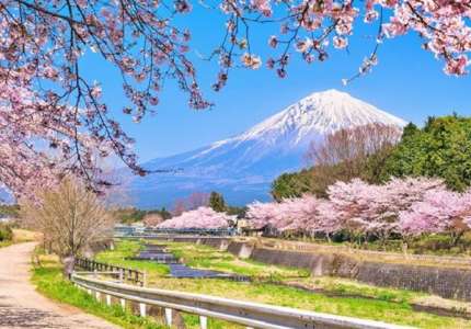 Trải nghiệm 6 ngày ngắm hoa anh đào tại Tohoku
