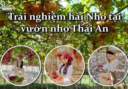 Vườn nho Thái An - Viên ngọc quý của du lịch Ninh Thuận