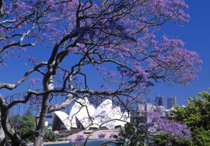 Đi du lịch Úc mùa phượng tím