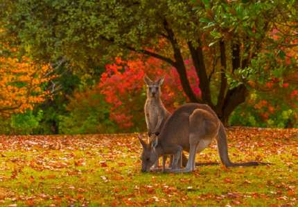 Đi du lịch Úc mùa thu nên tham quan những đâu