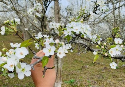 Ghé Thăm Tuyên Quang Mùa Hoa Lê