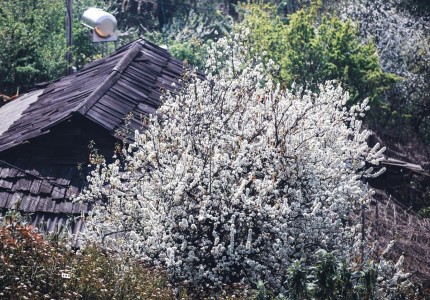 Mùa Hoa Sơn Tra - Vẻ Đẹp Tinh Khôi Của Núi Rừng Tây Bắc