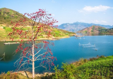 Hà Giang Rực Rỡ Tháng 3: Mùa Hoa Gạo Say Đắm Lòng Người