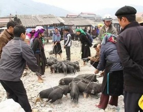 Lợn cắp nách - đặc sản không thể bỏ qua khi đến Lai Châu