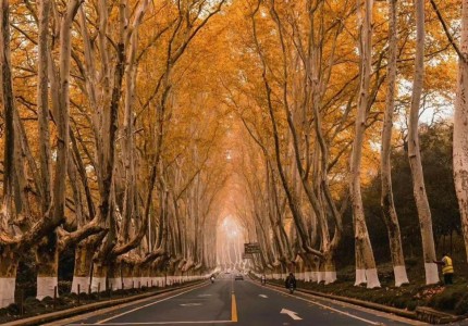 Đại lộ Ngô Đồng - Món quà tình yêu của Tưởng Giới Thạch dành cho Tống Mỹ Linh