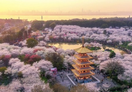 Những Thiên Đường Hoa Anh Đào Tại Trung Quốc