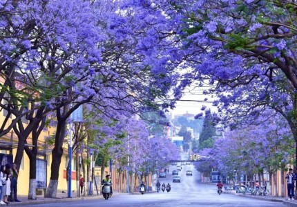 Mùa Hoa Phượng Tím Côn Minh – Bản Tình Ca Ngọt Ngào Giữa Lòng Thành Phố