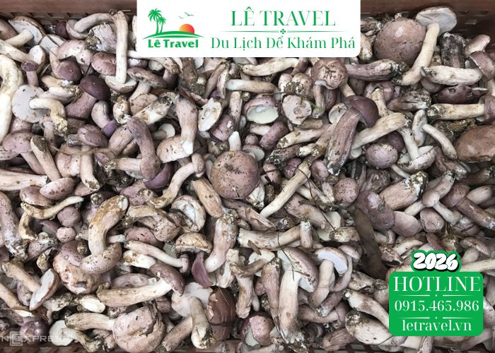 Nấm tràm khô - Đặc sản của rừng sâu