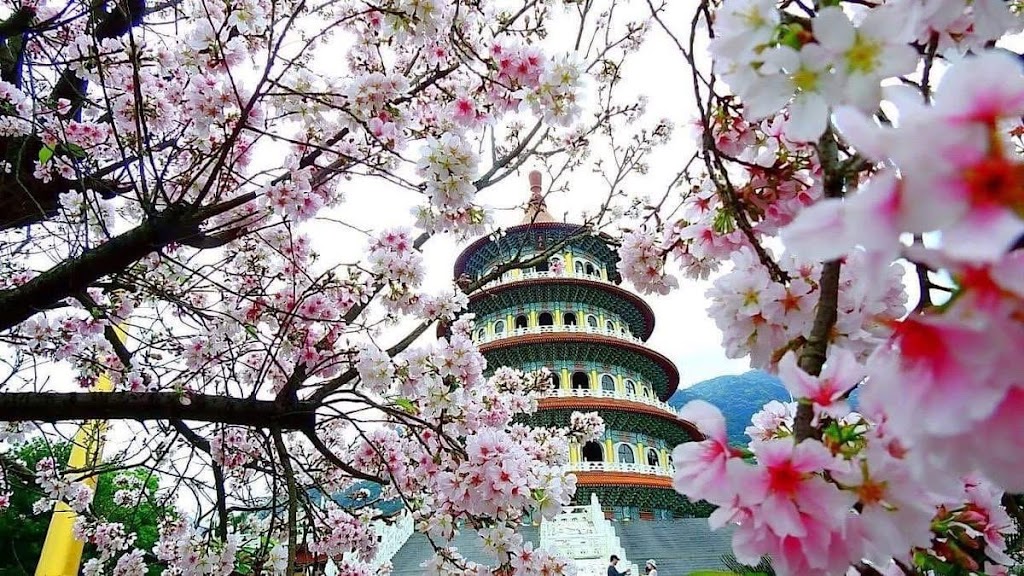 Hoa anh đào ở chùa Tianyuan, Đài Loan