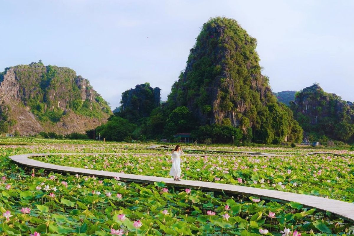 Thời điểm sen nở khám phá đầm Vân Long là thời điểm lý tưởng nhất