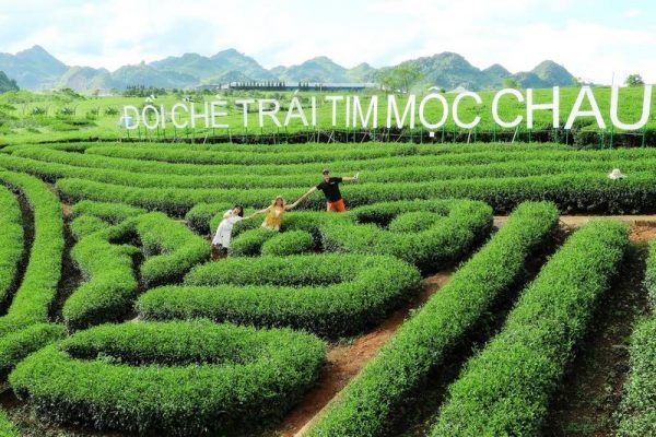 Đồi chè trái tim Mộc Châu