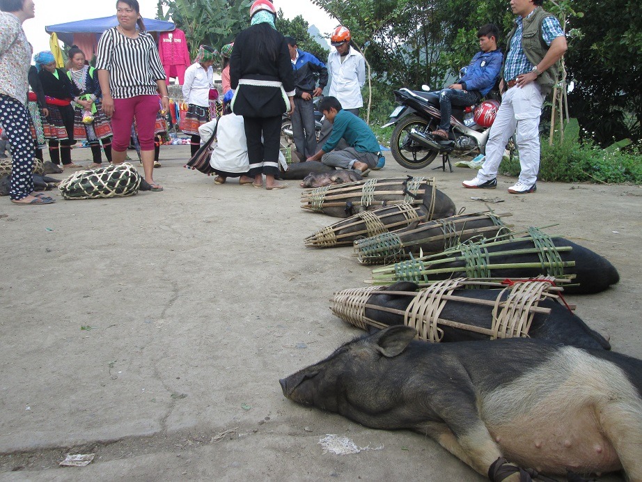 Lợn cắp nách đặc sản Tây Bắc